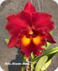 Rlc. Siam Red